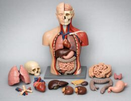 Modele anatomiczne i stomatologiczne dla placówek edukacyjnych — praktyczny przewodnik