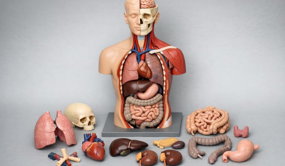 Modele anatomiczne i stomatologiczne dla placówek edukacyjnych — praktyczny przewodnik