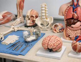 Modele anatomiczne jako profesjonalne pomoce dydaktyczne